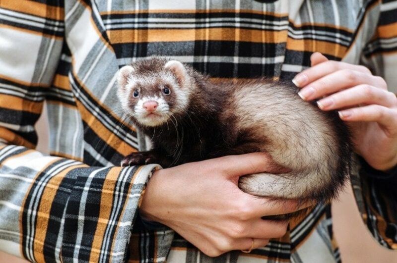 person holding a ferret