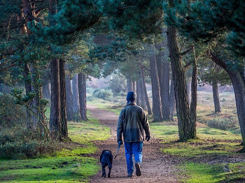 person taking the dog for an evening walk