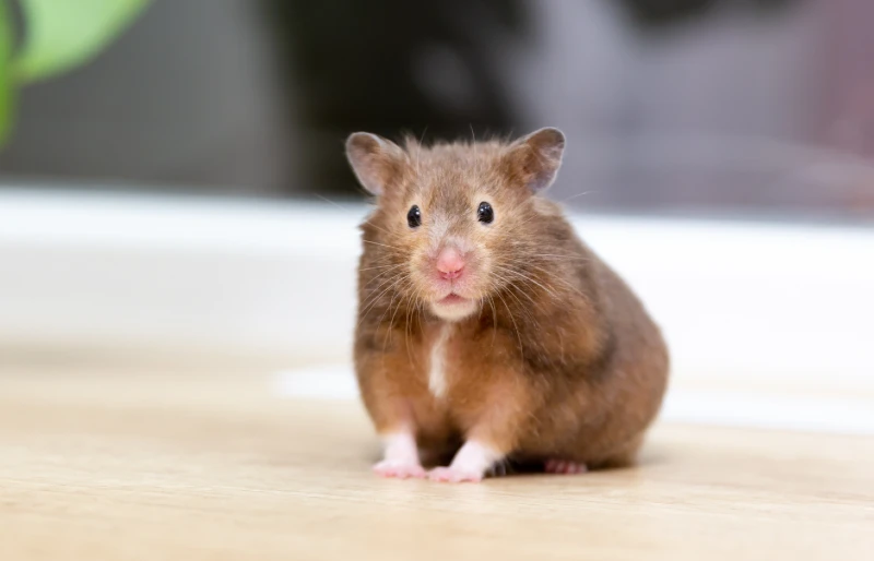 Why Do Hamsters Die So Easily? Health Issues Explained