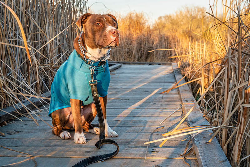 pit bull dog in a warm jacket and prong trainnig collar on a walk in late fall scenery