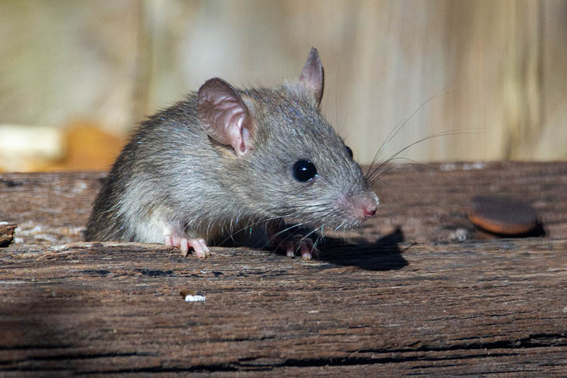 rat inside a wood log