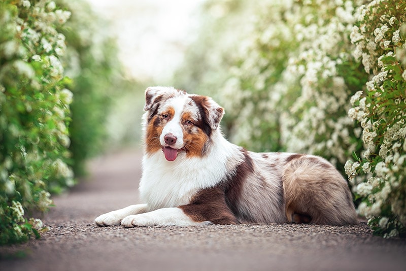 red merle australian shepherd dog lying on asphalt path