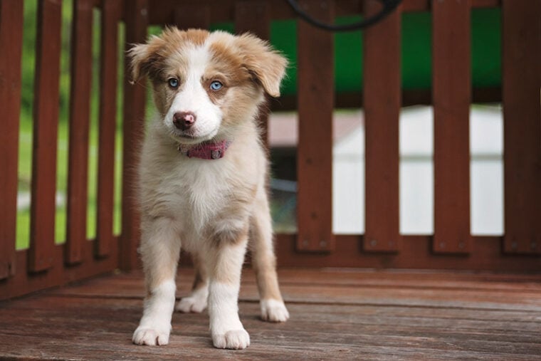 Do Puppy Eyes Change Color? Fascinating Facts & FAQ Hepper