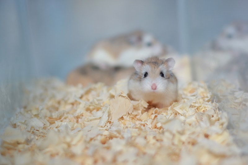 11 Causes of Sudden Death in Hamsters - PetHelpful