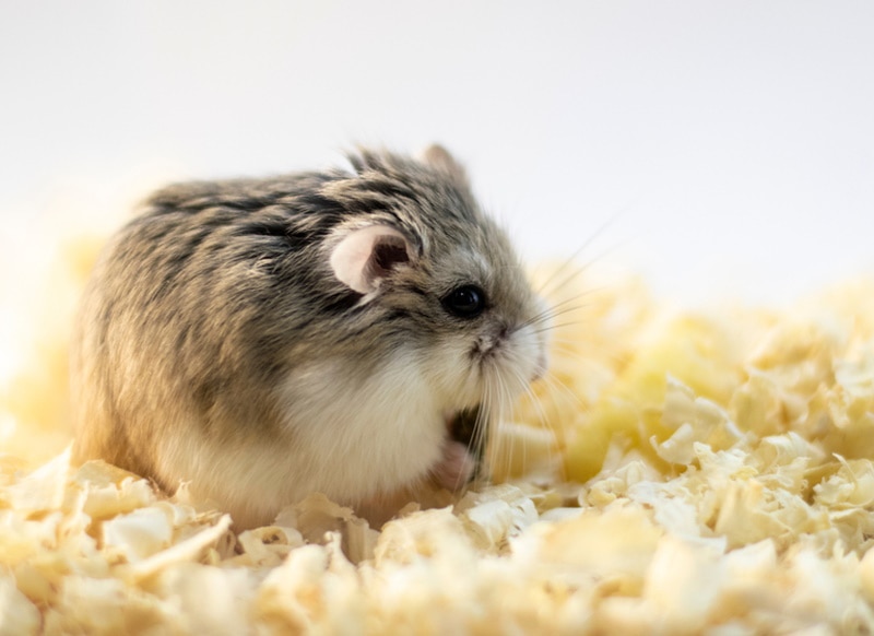 roborovski dwarf hamster