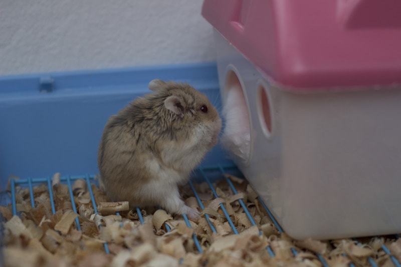 roborovski dwarf hamster