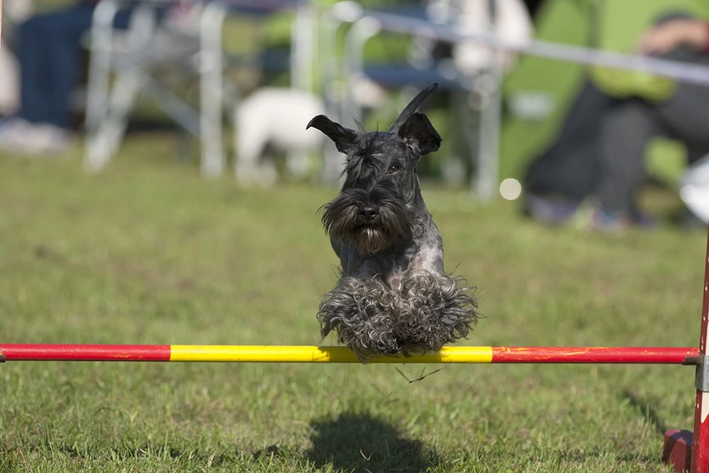 Scottish Terrier dog on agility course