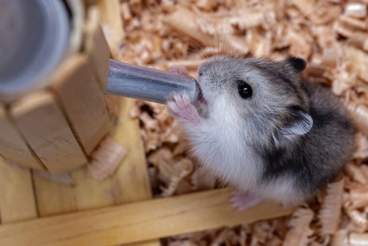 Why Do Hamsters Die So Easily? 15 Causes of Sudden Death Hepper