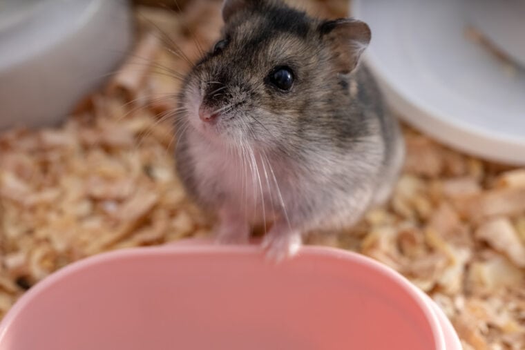 Can Hamsters Drink Out of a Bowl? Vet Verified Benefits & FAQs Hepper