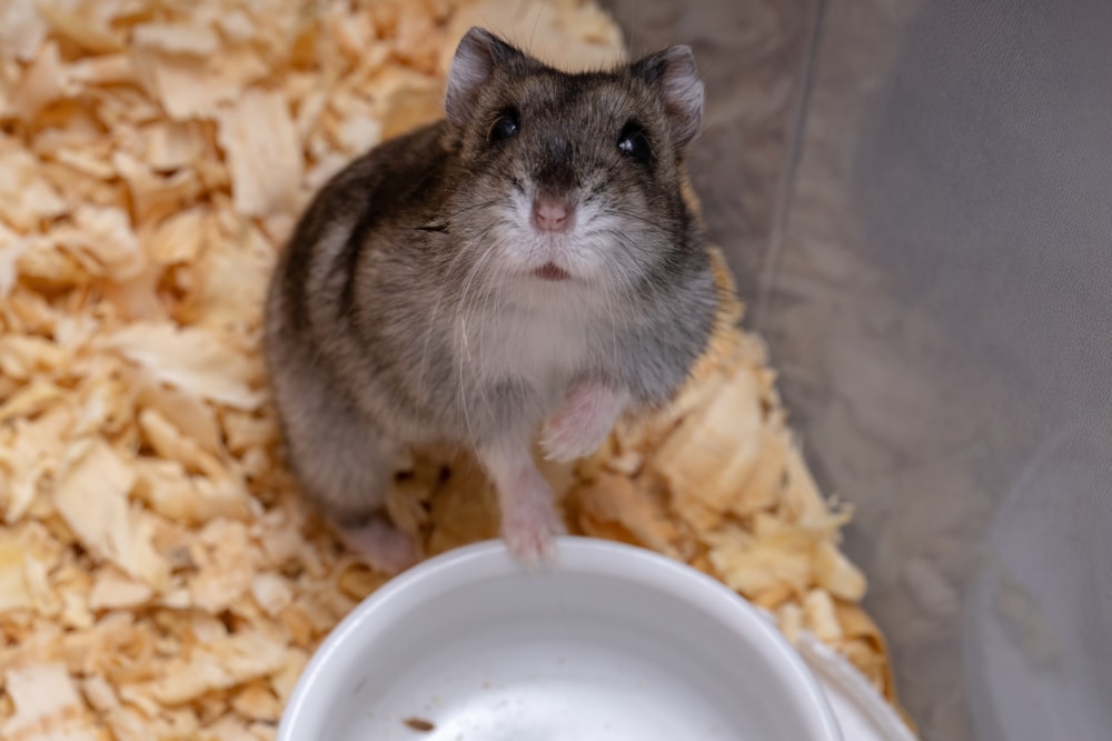 How to Care for a Pet Campbell's Dwarf Hamster