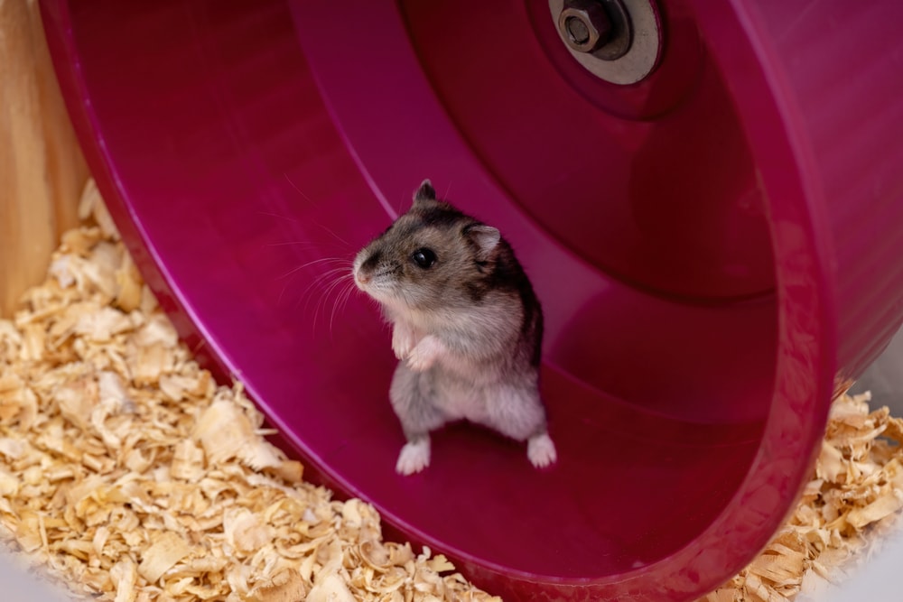 Campbell's dwarf hamster