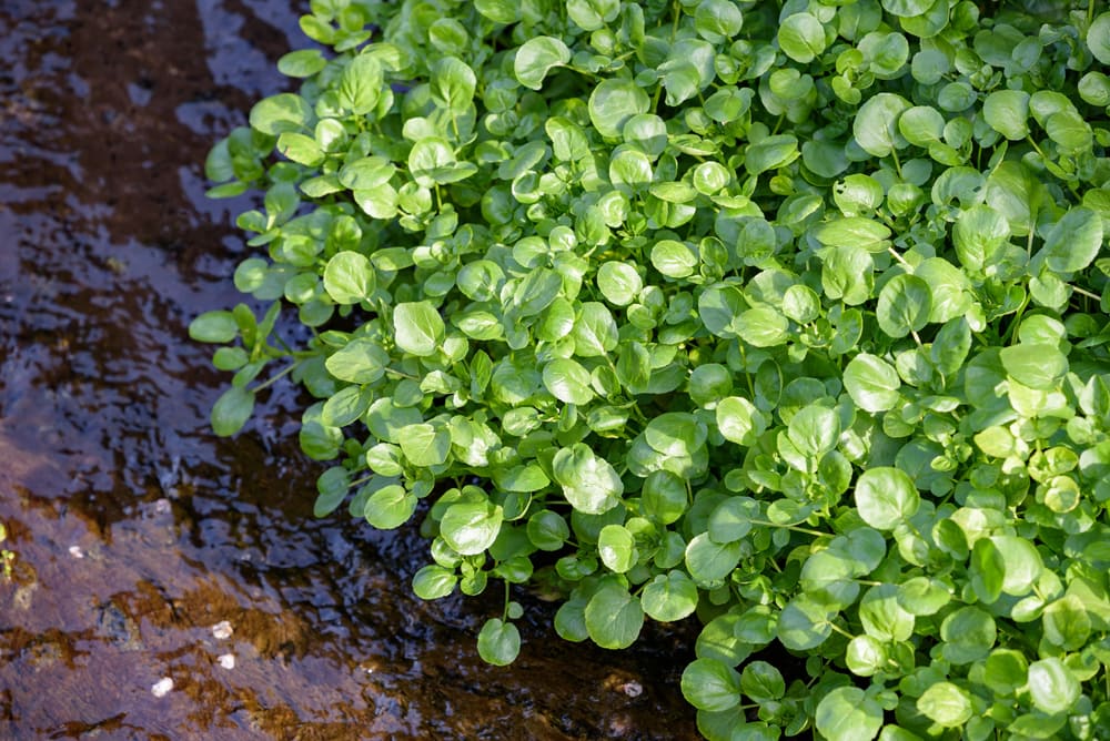 Watercress thriving in the river in the wild