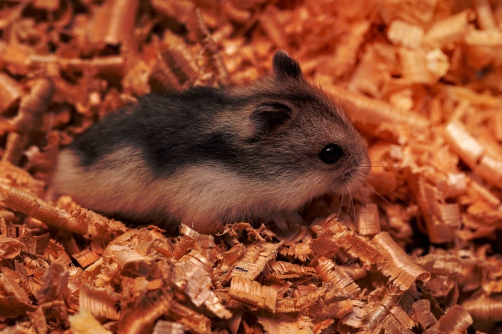 Campbell's dwarf hamster