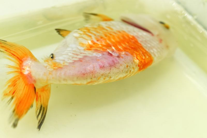 sick lionhead goldfish floats on the surface of water due to swim bladder disease