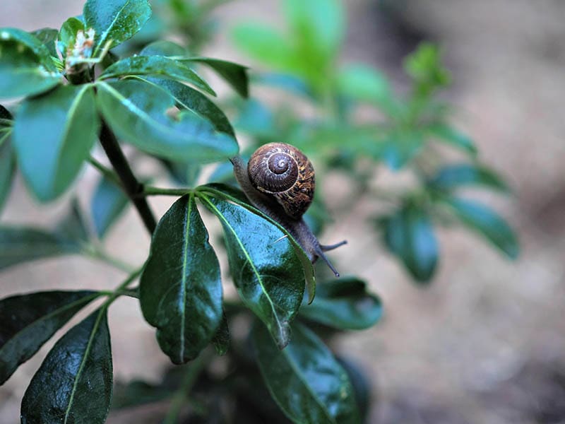 snail on a plant