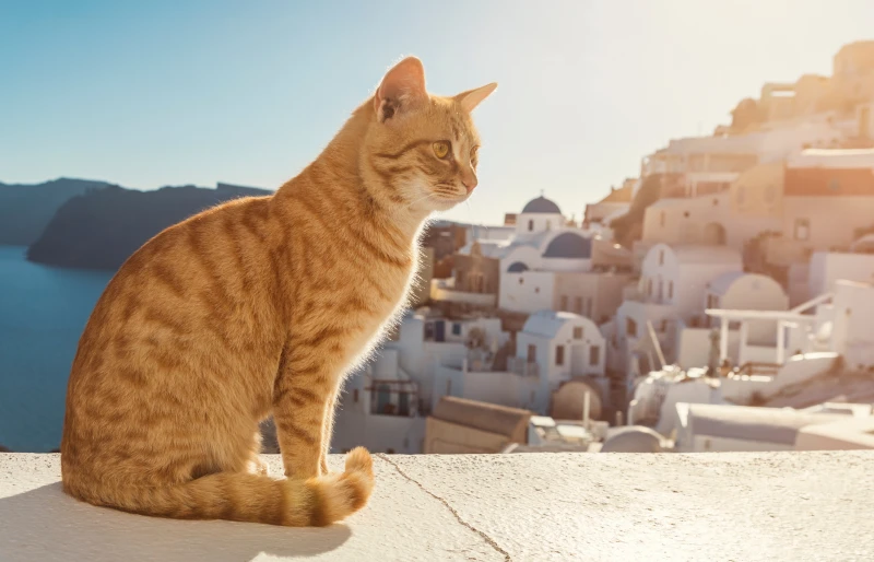 stray tabby ginger cat on a ledge in santorini greece