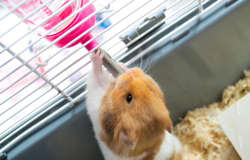 What is the difference between a hamster and a guinea pig