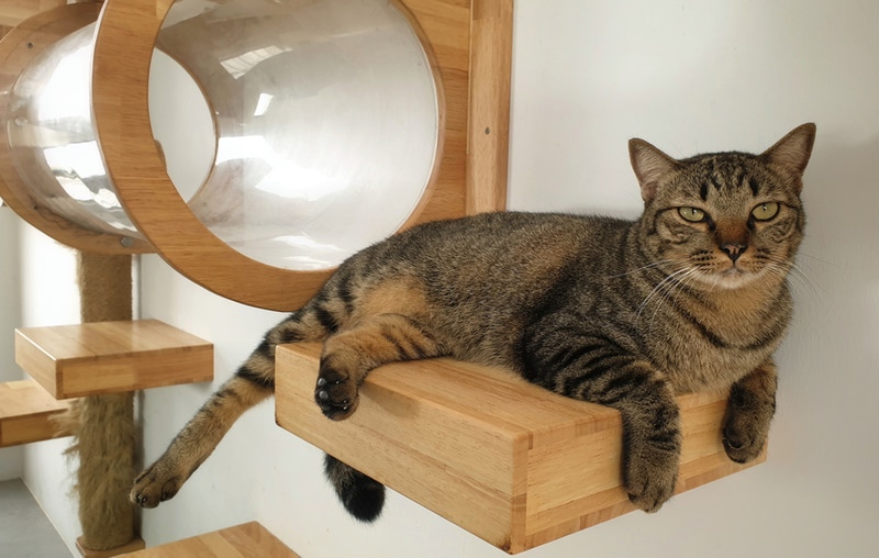 tabby cat resting in wall mounted cat shelve