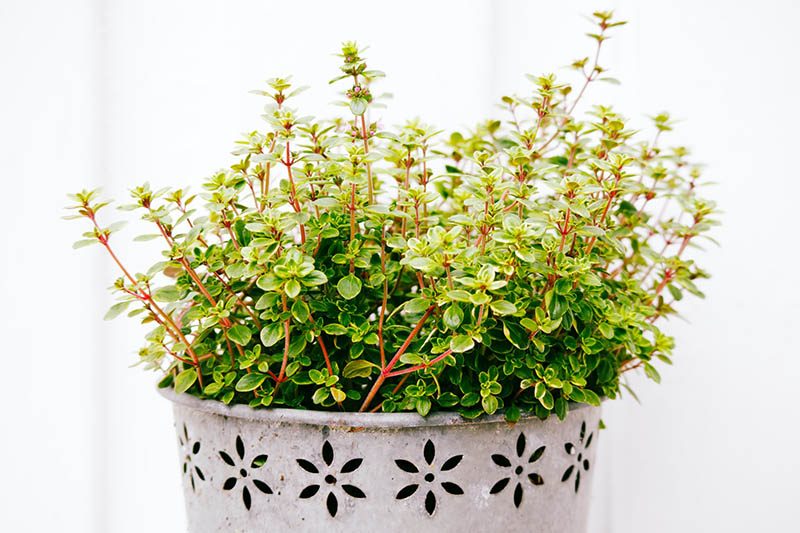 thyme plant in a pot