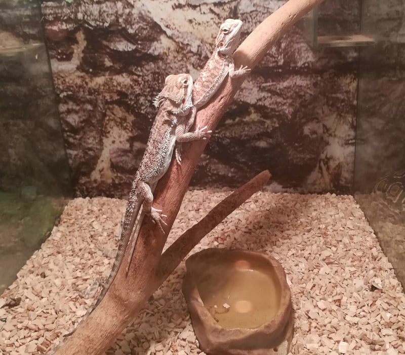 two central bearded dragon in habitat