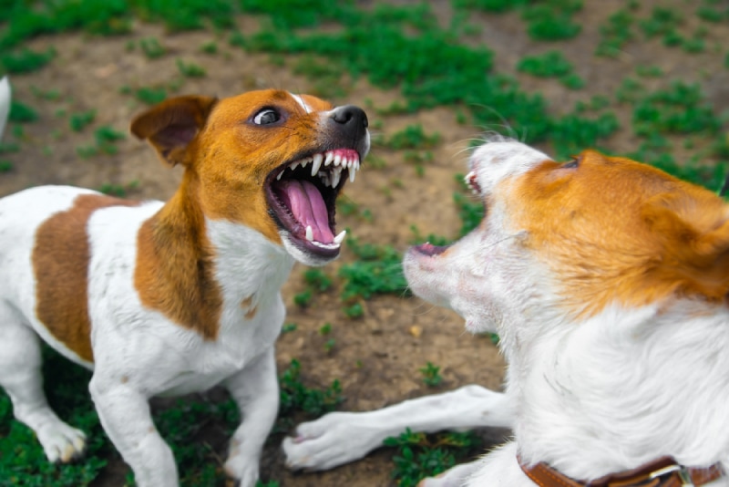 two dogs barking at each other outdoors