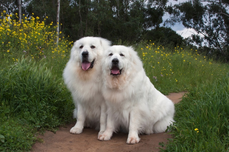 two great pyrenees dog in the garden