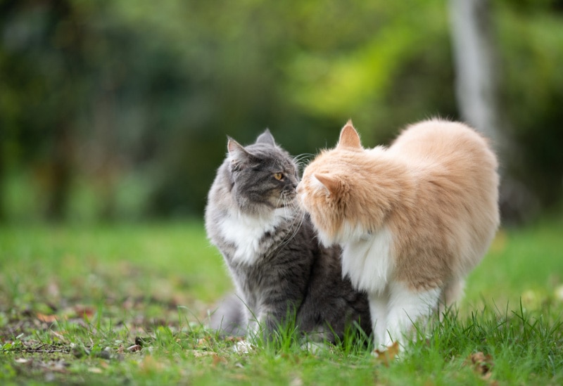 two maine coon cats smelling each other