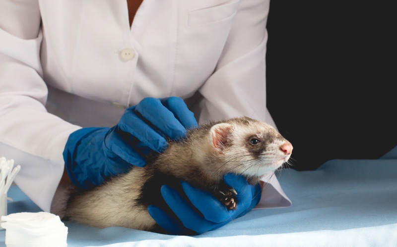 vet checking the ferret in the clinic