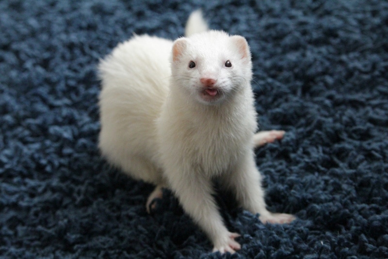 white ferret sitting on a carpet