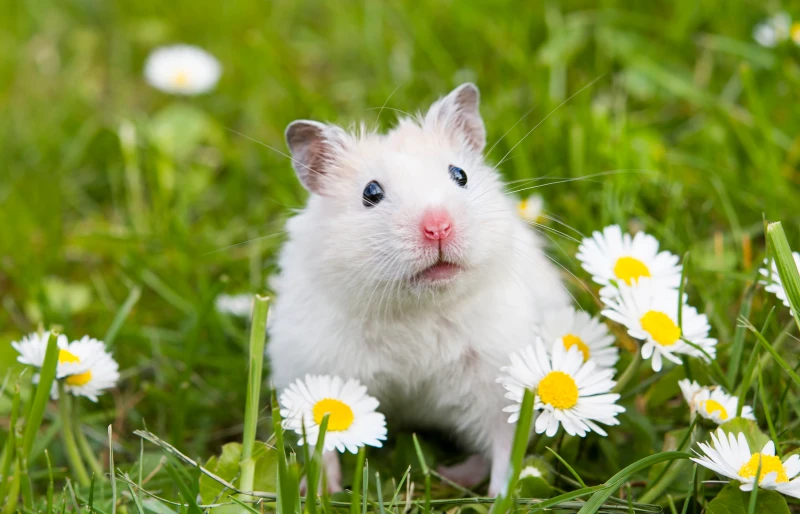 white hamster in the middle of flowers and grass