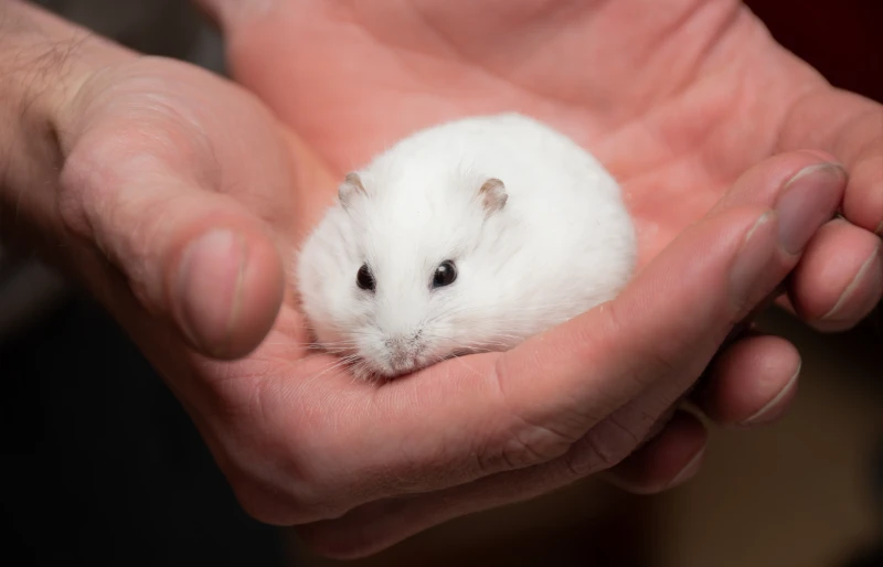 white hamster on a person's hands