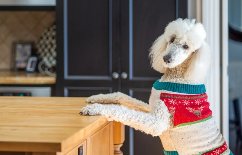 white poodle in a christmas sweater with its front paws on the kitchen counter