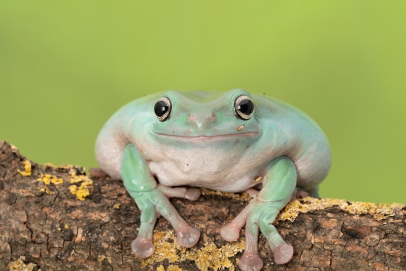 whites tree frog resting