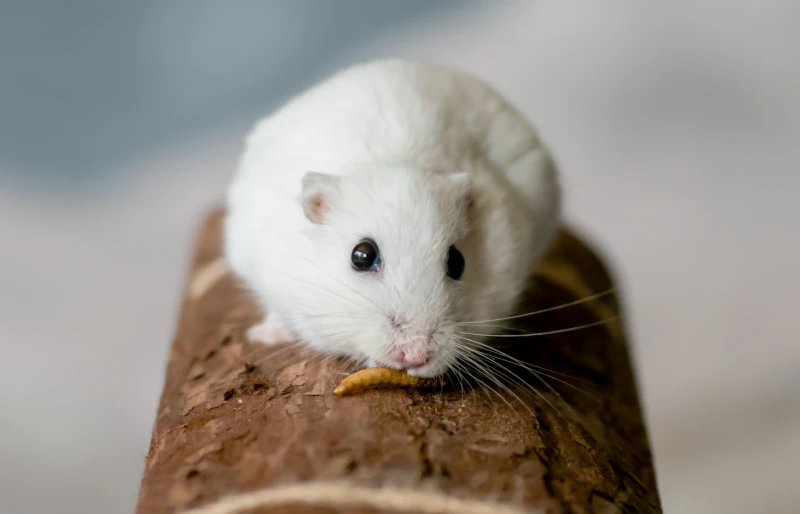 winter white dwarf hamster eating a mealworm