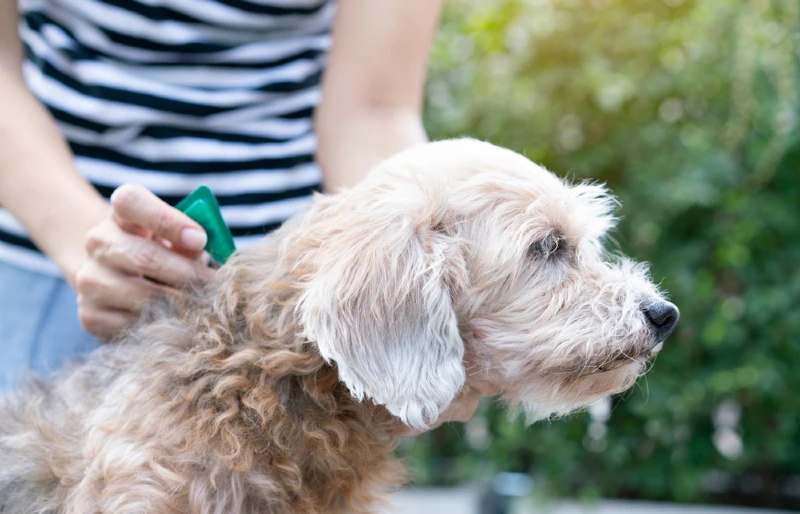 woman applying tick and flea prevention medicine treatment to dog