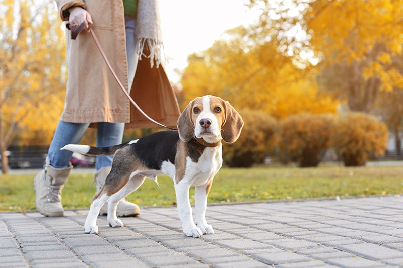 woman taking a beagle dog for an afternoon walk at the park
