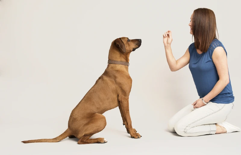 woman training a brown dog