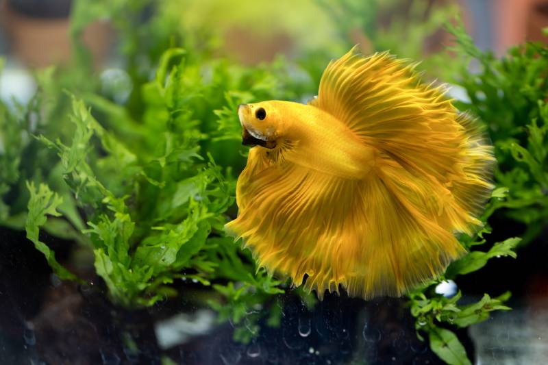 yellow siamese betta fish