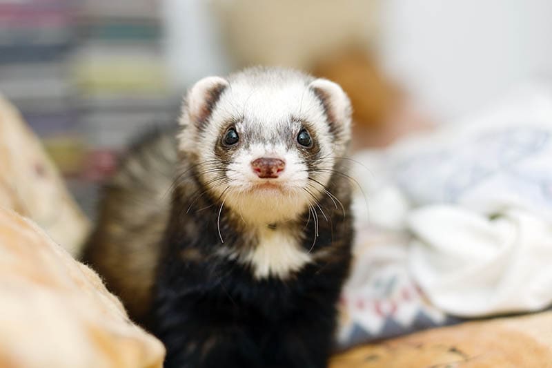 young and cute ferret lying in bed waiting