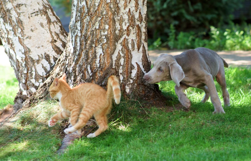 young weimaraner dog running after cat around a tree