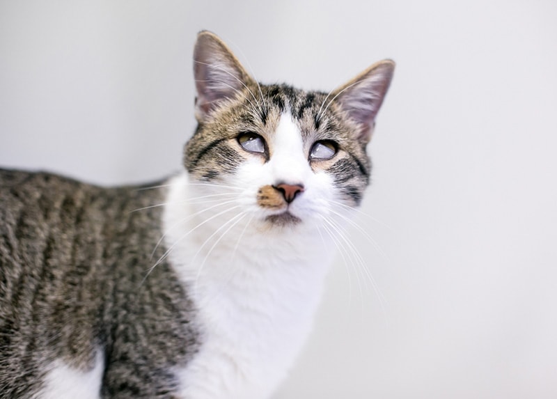 A shorthair cat with a severe case of Haw's syndrome