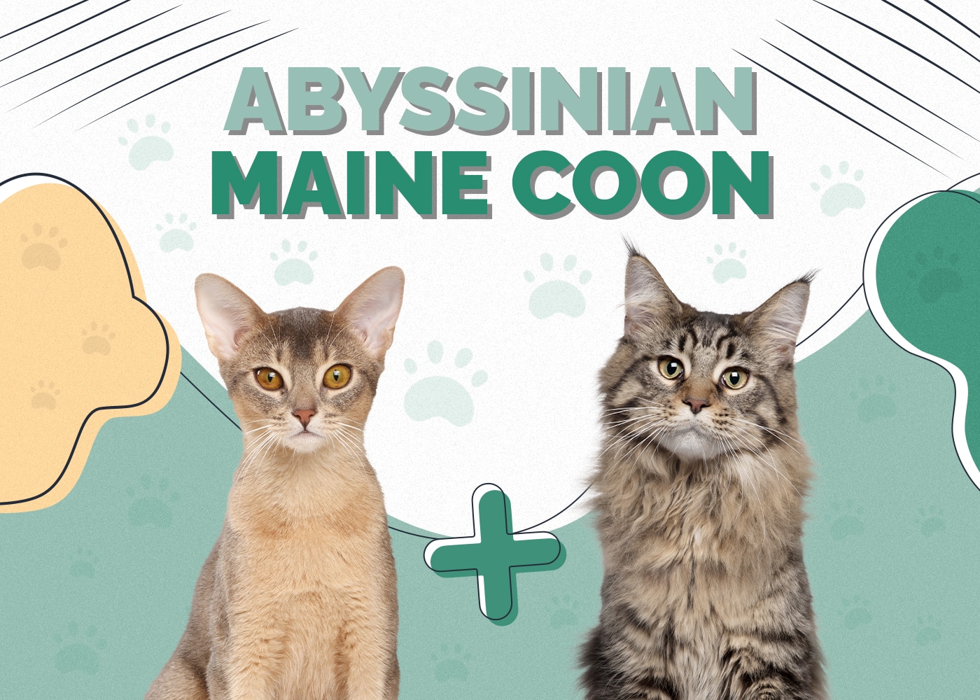 Abyssian + maine coon cat
