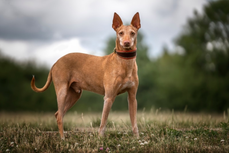 Adalusian hound standing in the grass