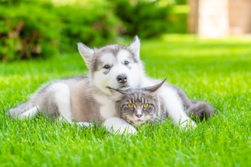 Alaskan Malamute puppy and a Maine Con cat in the grass