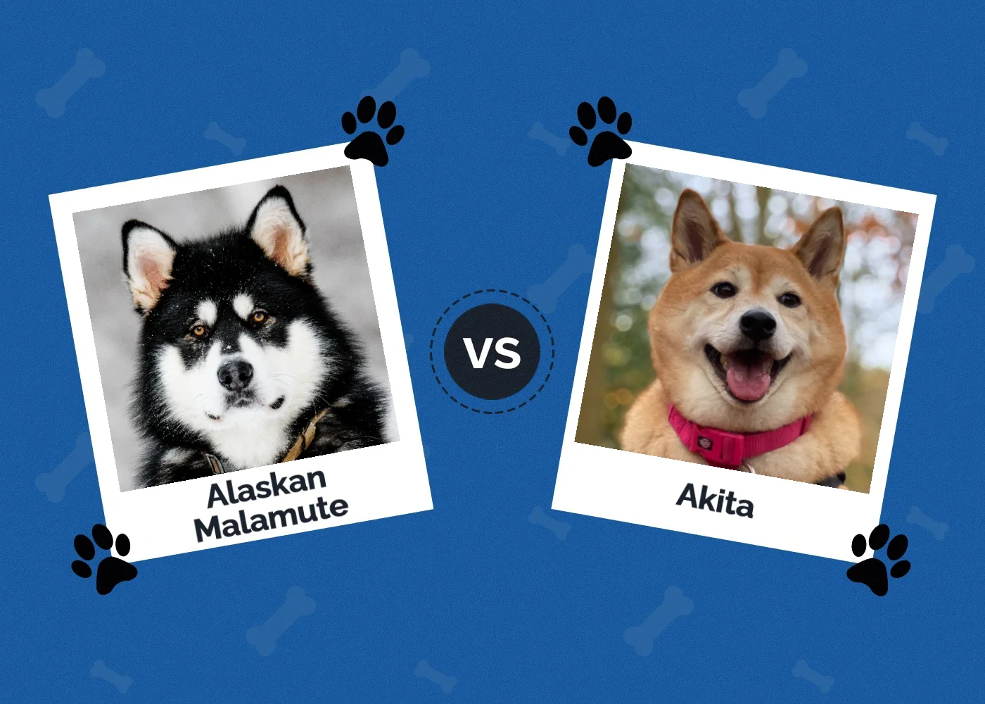 Alaskan Malamute vs Akita - Featured Image
