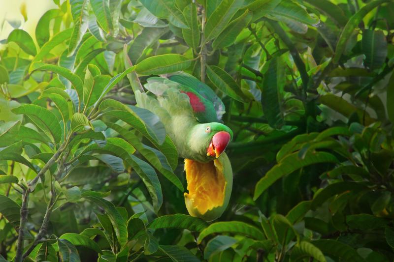 Alexandrine Parakeet Psittacula eupatria eating mango