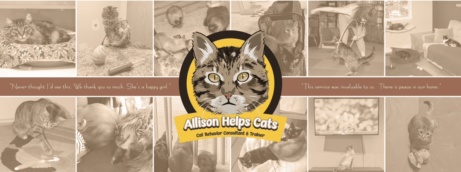 Top 29 Cat Behaviorists Extraordinary Feline People (2024 Update) Hepper