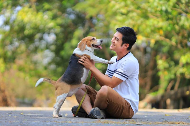 Asian man is playing with his beagle dog while having morning exercise in the park