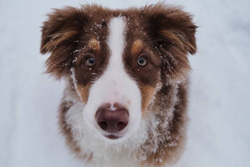 Australian Shepherd red tricolor puppy with green eyes face close up