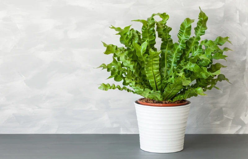 Bird’s-Nest Fern (Asplenium nidus) planted in white pot